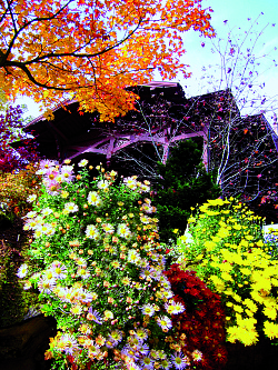Das Foto zeigt einen herbstlichen Baum mit bunten Blättern und vielen bunten Blumen davor. Im Hintergrund ist ein Gebäude sichtbar. 