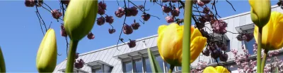 Frühling in Lahr, Innenhof Rathaus 1 mit Tulpen und rosa blühenden Zierkirschen