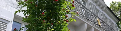 Lahr, Rathaus 1, Rosen, Detailaufnahme