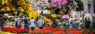 Chrysanthema Lahr, besucher auf dem Rundweg