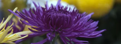 Chrysanthema LAhr, Spinnenchrysantheme